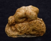 RODIN_EPD_P