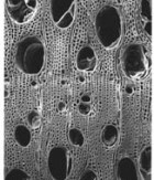 Ash cross-section through a scanning electron microscope