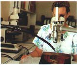 Dendrochronology dating (Mrs Yvonne Trenard). Measuring annual growth rings on an oak panel with the aid of a binocular loupe and an automatic placement table linked to a computer. Photo G. P. Lab.