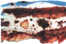 Microscopic cross-section of successive polychromes in a 13th-century walk-around sculpture. The brown colour and the significant grain size in the first preparation layer underneath show that the preparation has not been fully ground and stuck with glove glue (extract from clippings from parchments, gloves, etc). An observation of the thin cross-section using an optical microscope in many cases also enables the tracing of all successive trimmings to a polychrome sculpture and the planning of selective removals.