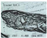 View via a scanning electron microscope (SEM) of part of the same sample. Photo G.P. Lab. The view is monochrome because the secondary electrons forming the image do not transmit the colours.